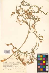 Crambe tataria Sebeók, Eastern Europe, Lower Volga region (E9) (Russia)