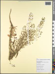 Capsella bursa-pastoris (L.) Medik., Caucasus, Krasnodar Krai & Adygea (K1a) (Russia)