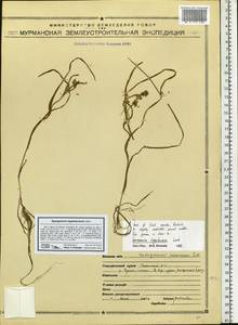 Sparganium hyperboreum Laest. ex Beurl., Eastern Europe, Northern region (E1) (Russia)