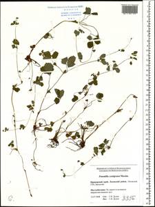 Potentilla centigrana Maxim., Siberia, Russian Far East (S6) (Russia)