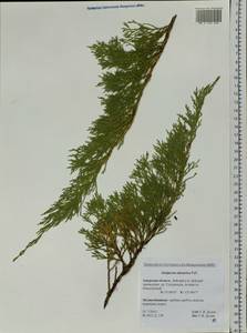 Juniperus sabina var. davurica (Pall.) Farjon, Siberia, Russian Far East (S6) (Russia)