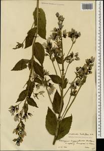 Campanula lactiflora M.Bieb., Caucasus, Krasnodar Krai & Adygea (K1a) (Russia)