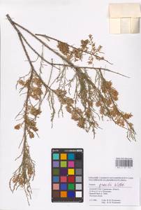 Tamarix gracilis Willd., Middle Asia, Caspian Ustyurt & Northern Aralia (M8) (Kazakhstan)