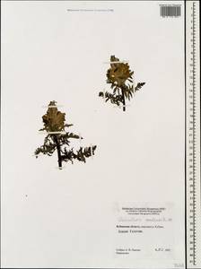 Pedicularis condensata M. Bieb., Caucasus, Stavropol Krai, Karachay-Cherkessia & Kabardino-Balkaria (K1b) (Russia)