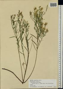 Genista tinctoria subsp. tinctoria, Eastern Europe, Central forest-and-steppe region (E6) (Russia)