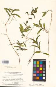 Potamogeton × nitens Weber, Eastern Europe, North-Western region (E2) (Russia)