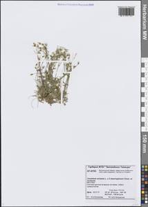 Cerastium arvense × beeringianum, Siberia, Central Siberia (S3) (Russia)