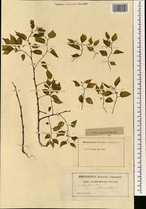 Celtis australis, South Asia, South Asia (Asia outside ex-Soviet states and Mongolia) (ASIA) (Not classified)