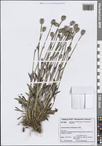 Silene uralensis subsp. uralensis, Siberia, Central Siberia (S3) (Russia)