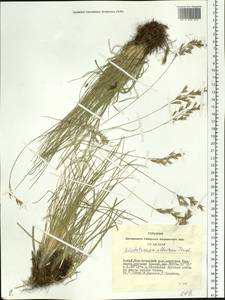 Helictotrichon desertorum (Less.) Pilg., Siberia, Altai & Sayany Mountains (S2) (Russia)