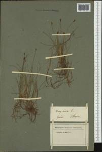 Carex dioica L., Western Europe (EUR) (Switzerland)