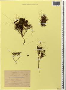 Cuscuta europaea L., Caucasus, Krasnodar Krai & Adygea (K1a) (Russia)