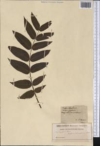 Carya illinoinensis (Wangenh.) K. Koch, America (AMER) (Not classified)