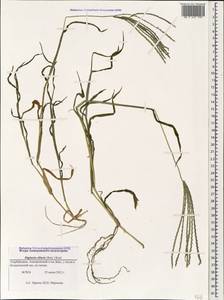 Digitaria ciliaris (Retz.) Koeler, Caucasus, Azerbaijan (K6) (Azerbaijan)