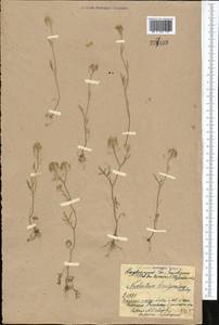 Rorippa brachycarpa (C. A. Mey.) Hayek, Middle Asia, Northern & Central Kazakhstan (M10) (Kazakhstan)