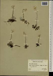 Antennaria caucasica Boriss., Caucasus, South Ossetia (K4b) (South Ossetia)