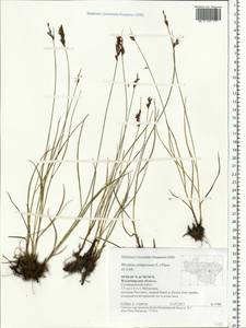 Blysmus compressus (L.) Panz. ex Link, Eastern Europe, Central region (E4) (Russia)