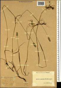 Phleum alpinum L., Caucasus, Krasnodar Krai & Adygea (K1a) (Russia)