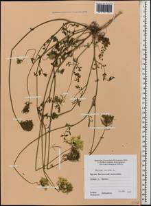 Daucus carota L., Caucasus, Georgia (K4) (Georgia)