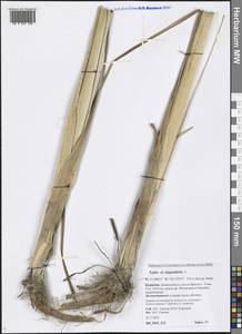 Typha angustifolia L., Siberia, Baikal & Transbaikal region (S4) (Russia)