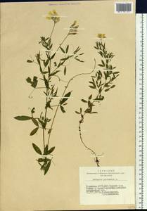 Lathyrus pratensis L., Siberia, Altai & Sayany Mountains (S2) (Russia)