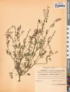 Corydalis sibirica (L.fil.) Pers., Siberia, Chukotka & Kamchatka (S7) (Russia)