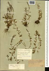 Epilobium anagallidifolium Lam., Caucasus, South Ossetia (K4b) (South Ossetia)