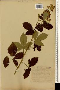 Rubus canescens DC., Caucasus, Krasnodar Krai & Adygea (K1a) (Russia)