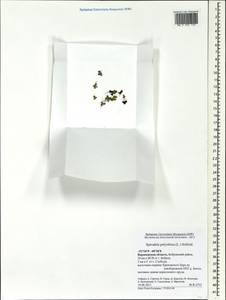 Spirodela polyrhiza (L.) Schleid., Eastern Europe, Central forest-and-steppe region (E6) (Russia)