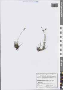 Eremogone formosa (Fisch. ex Ser.) Fenzl, Siberia, Central Siberia (S3) (Russia)