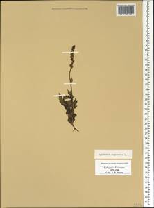 Agrimonia eupatoria L., Caucasus, Stavropol Krai, Karachay-Cherkessia & Kabardino-Balkaria (K1b) (Russia)