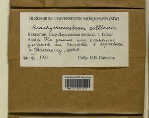 Brachytheciastrum collinum (Schleich. ex Müll. Hal.) Ignatov & Huttunen, Bryophytes, Bryophytes - Middle Asia & Kazakhstan (B16) (Kazakhstan)
