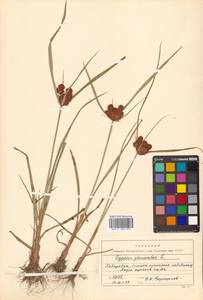 Cyperus glomeratus L., Siberia, Russian Far East (S6) (Russia)