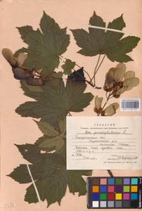 Acer pseudoplatanus L., Eastern Europe, West Ukrainian region (E13) (Ukraine)