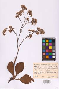 Limonium tomentellum (Boiss.) Kuntze, Eastern Europe, North Ukrainian region (E11) (Ukraine)