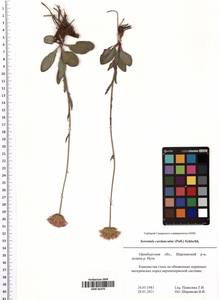 Klasea cardunculus (Pall.) Holub, Eastern Europe, Eastern region (E10) (Russia)