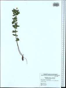 Potentilla erecta (L.) Raeusch., Eastern Europe, Central region (E4) (Russia)