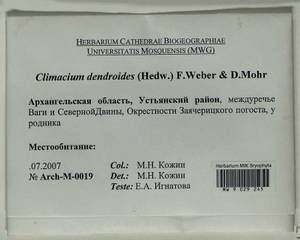 Climacium dendroides (Hedw.) F. Weber & D. Mohr, Bryophytes, Bryophytes - European North East (B7) (Russia)