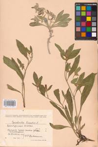 Convolvulus lineatus L., Eastern Europe, Eastern region (E10) (Russia)