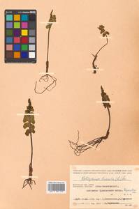 Botrychium lunaria (L.) Sw., Siberia, Chukotka & Kamchatka (S7) (Russia)