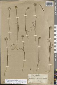 Tulipa sylvestris subsp. australis (Link) Pamp., Eastern Europe, Lower Volga region (E9) (Russia)