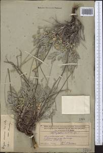 Astragalus schrenkianus Fisch. & Mey., Middle Asia, Caspian Ustyurt & Northern Aralia (M8) (Kazakhstan)
