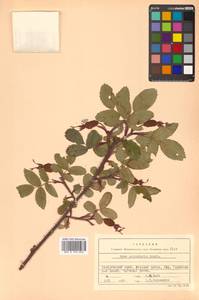 Rosa acicularis Lindl., Siberia, Russian Far East (S6) (Russia)