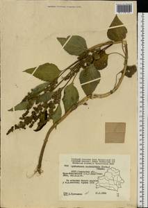 Cyclachaena xanthiifolia (Nutt.) Fresen., Eastern Europe, Belarus (E3a) (Belarus)
