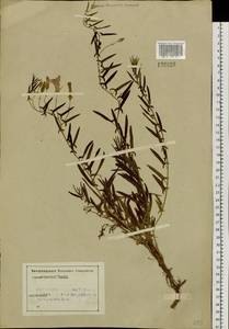 Convolvulus chinensis Ker Gawl., Siberia, Altai & Sayany Mountains (S2) (Russia)