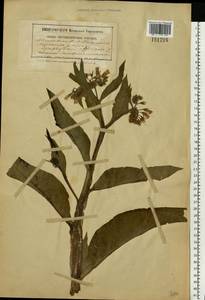 Symphytum officinale L., Eastern Europe, South Ukrainian region (E12) (Ukraine)