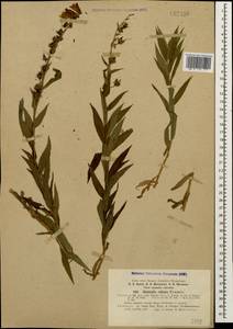 Digitalis ciliata Trautv., Caucasus, Abkhazia (K4a) (Abkhazia)