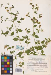 Silene baccifera (L.) Durande, Eastern Europe, Central region (E4) (Russia)