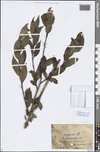 Salix, Middle Asia, Caspian Ustyurt & Northern Aralia (M8) (Kazakhstan)