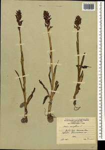 Anacamptis coriophora (L.) R.M.Bateman, Pridgeon & M.W.Chase, Caucasus, South Ossetia (K4b) (South Ossetia)
